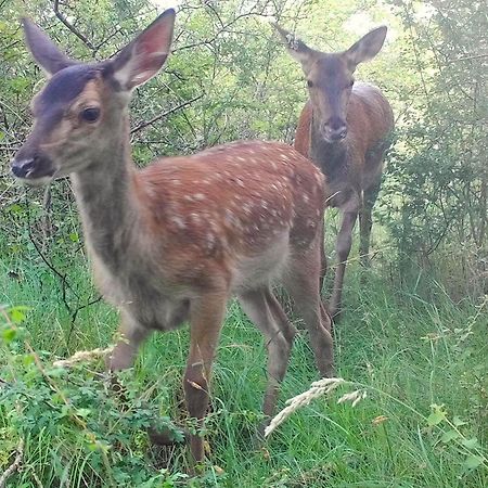 مبيت وإفطار Saugirard Domaine Des Bois Argentes المظهر الخارجي الصورة