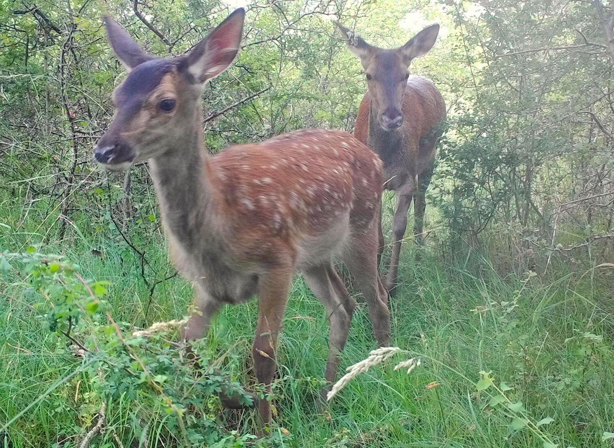 مبيت وإفطار Saugirard Domaine Des Bois Argentes المظهر الخارجي الصورة